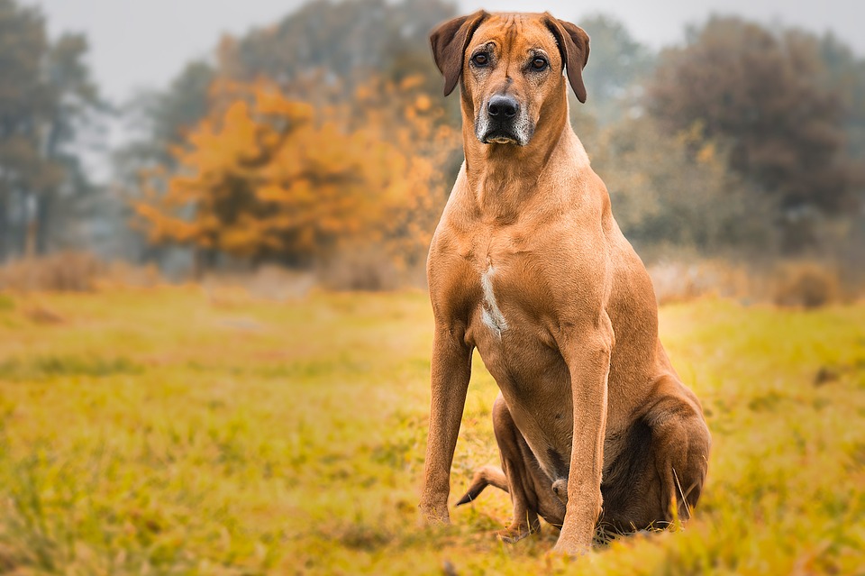 Rhodesian Ridgeback | Dog Breed | Humane Society